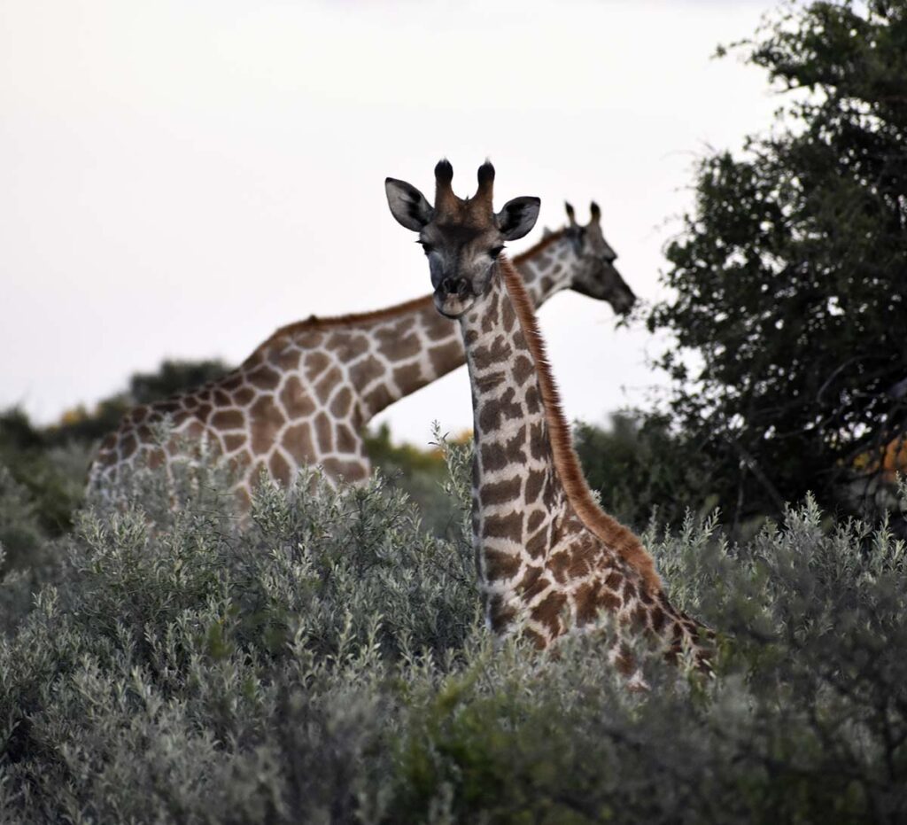 Giraffes